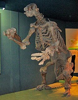 Fossil Eremotherium skeleton, National Museum of Natural History, Washington, DC