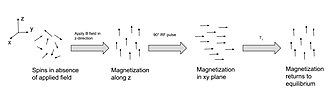 Diagram of changing magnetization and spin orientations throughout spin-lattice relaxation experiment