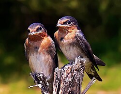 A pair of welcome swallow chicks, Hirundo neoxena, taken the day after they fledged.