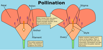 Diagram illustrating the process of pollination