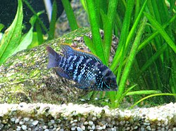 Aequidens pulcher, a common predator of guppies