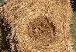 Poor-quality hay is dry, bleached out and coarse-stemmed. Sometimes, hay stored outdoors will look like this on the outside but still be green inside the bale. A dried, bleached or coarse bale is still edible and provides some nutritional value as long as it is dry and not moldy, dusty, or rotting.