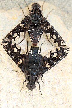 Xenox tigrinus mating