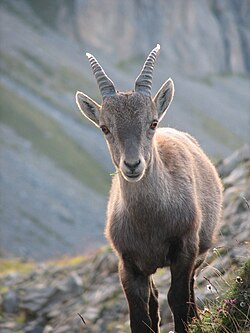 Young alpine ibex. When fully grown the horns of this male will be about one metre wide.