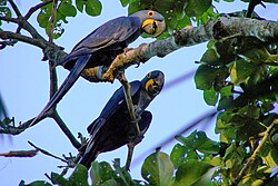Hyacinth macaws were taken from the wild for the pet trade in the 1980s.[121] As a result, Brazil now has only a very small number of breeding pairs left in the wild.[122]