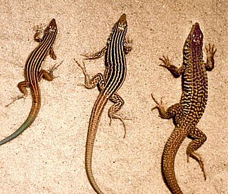 The asexual, all-female whiptail species Aspidoscelis neomexicanus (center), which reproduces via parthenogenesis, is shown flanked by two sexual species having males, A. inornatus (left) and A. tigris (right), which naturally hybridized to form A. neomexicanus.