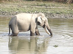 Elephant in Kaziranga National Park, India