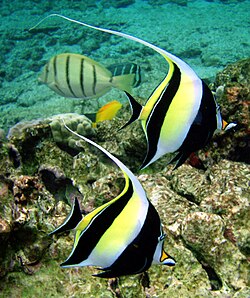 The Moorish idol was named Chaetodon canescens & Chaetodon cornutus in 1758.
