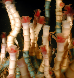 Lamellibrachian tube worms have no gut and gain nutrients from chemoautotrophic bacteria living inside them.