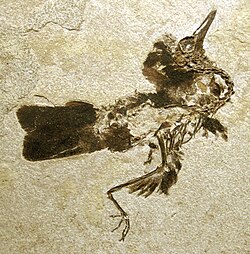 Nahmavis, an Eocene bird, c. 50 mya