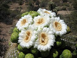 Flowers of saguaro showing flattish white flowers adapted for bat pollination