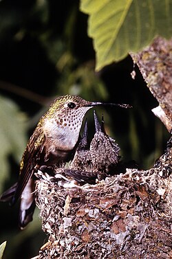 Female at nest