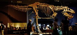Replica of "Scotty", the largest known specimen, exhibited in Japan