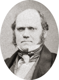 Studio photo showing Darwin's characteristic large forehead and bushy eyebrows with deep set eyes, pug nose and mouth set in a determined look;  he is bald on top, with dark hair and long side whiskers but no beard or moustache
