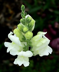 Snapdragon – Antirrhinum majus (cultivar) with buds with glandular hairs