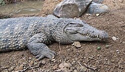 New Guinea crocodile