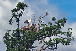 Stork nest at Knepp Wildland. In 2020, white stork were observed raising chicks here for the first time in Britain in 600 years.
