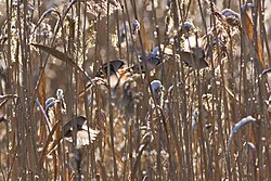 Flock in the species' typical reed bed habitat during winter in Finland, the northernmost part of its distribution