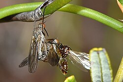 Mating Empididae: Female consuming male's mating gift of an ant