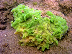 The freshwater sponge Spongilla lacustris