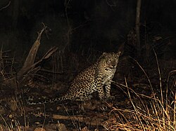 Leopard at night in Gir National Park