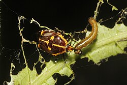 Oplomus dichrous, a predatory stink bug, preying on a caterpillar.