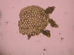 Asexual reproduction in liverworts: a caducous phylloid germinating