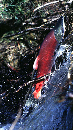 Salmon (Oncorhynchus nerka) jumping a beaver dam.