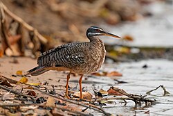 Sungrebe