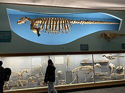 Specimen of the extinct Steller's sea cow and other assorted skeletons in the Bone Hall