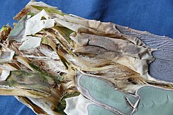 Fibers inside a huachuca agave leaf (Agave parryi)