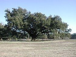 A southern live oak in South Carolina during winter