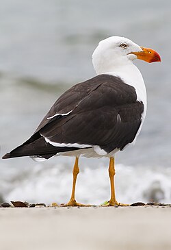 The Pacific gull is a large white-headed gull with a distinctively heavy bill.