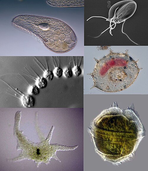 Clockwise from top left: Blepharisma japonicum, a ciliate; Giardia muris, a parasitic flagellate; Centropyxis aculeata, a testate (shelled) amoeba; Peridinium willei, a dinoflagellate; Chaos carolinense, a naked amoebozoan; Desmarella moniliformis, a choanoflagellate