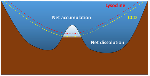 Calcareous sediment can only accumulate in depths shallower than the calcium carbonate compensation depth (CCD). Below the CCD, calcareous sediments dissolve and will not accumulate. The lysocline represents the depths where the rate of dissolution increases dramatically.