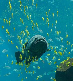 Female groupers change their sex to male if no male is available