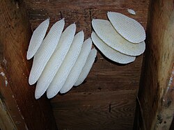 New wax combs between basement joists