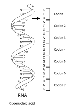 A series of codons in part of a mRNA molecule. Each codon consists of three nucleotides, usually representing a single amino acid.