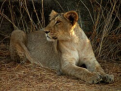 A lioness in Gir National Park