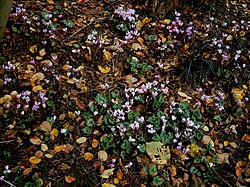 Cyclamen hederifolium naturalised in Belgium