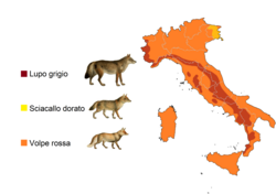 Current range of the red fox in Italy (orange) alongside the range of the European jackal and Italian wolf