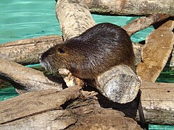 Zoo animal on logs