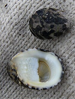 The blotched nerite was named Nerita albicilla in 1758.