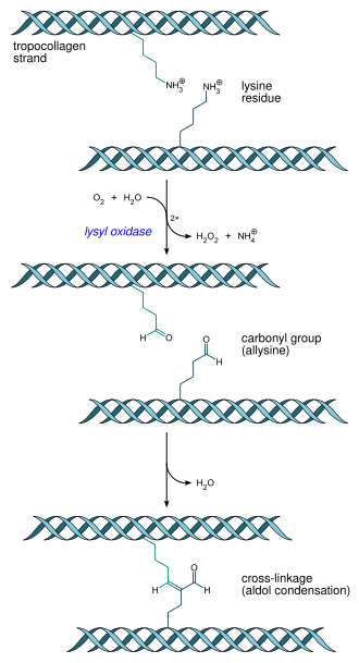 Action of lysyl oxidase