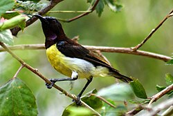A purple-rumped sunbird at OBS