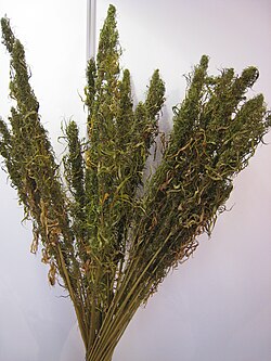 Dried hemp stalks displayed at the International Hemp Fair in Vienna