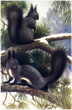 Sciurus vulgaris