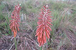 Kniphofia laxiflora