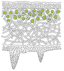 A lichen consists of a body formed mainly by fungi, with unicellular algae or cyanobacteria (green) interspersed within the structure, and a bacterial microbiome. The species are mutually interdependent, like cells within a multicellular organism.[21]