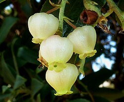 The flower of the strawberry tree (Arbutus unedo) is the national flower of Italy